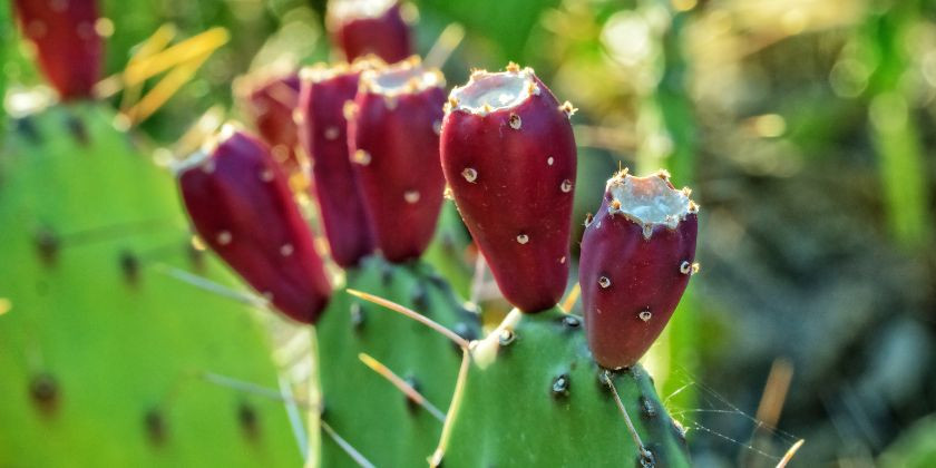 Aceite de higo chumbo bio: el tesoro antiedad