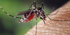 Pourquoi choisir un répulsif naturel plutôt qu’un répulsif conventionnel ?