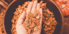 Le Calendula : un trésor pour les peaux sensibles